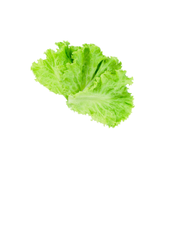 lettuce