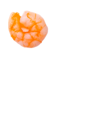 shrimp